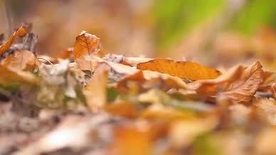 4k实拍唯美秋天意境枯黄的树叶空镜头视频的预览图